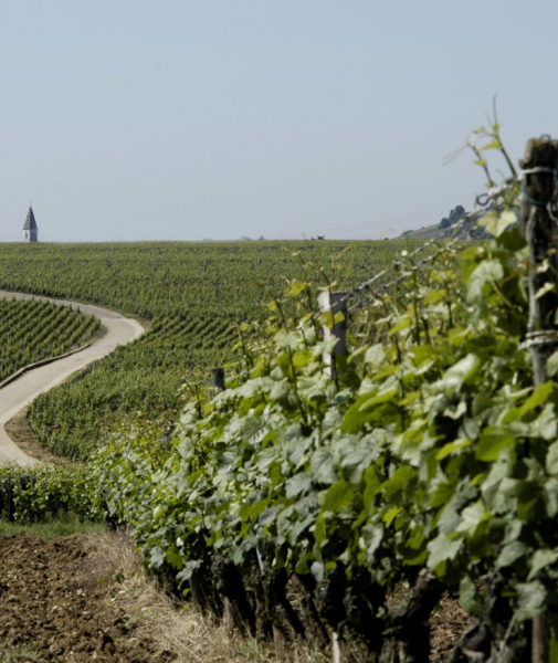 Das Weinbaugebiet entdecken
