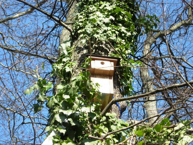 Chantier nature au Bois du Rue de Pouilly_ENS2024 - 0