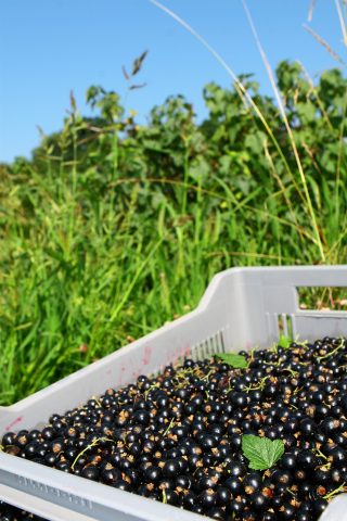 Lejay Lagoute, créateur de la crème de cassis - 1