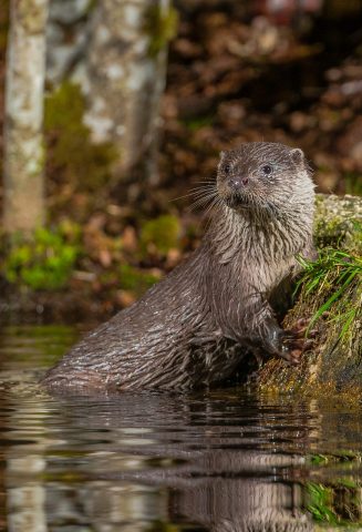 Conférence sur la Loutre - 0