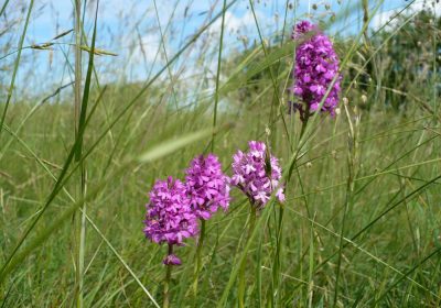 Découverte de l’Espace Naturel Sensible des pelouses et combes de la vallée de l’Ouche (21)