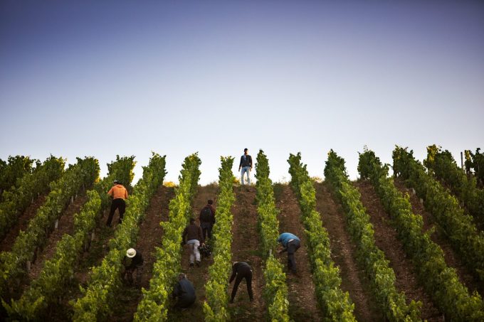 Promenade rando dans les vignes - 1