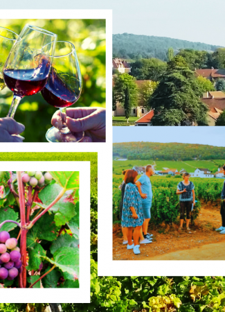 Clos de bourgogne, découverte des secrets „vigne et vin“