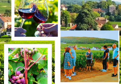 Clos de bourgogne, découverte des secrets „vigne et vin“ - 0
